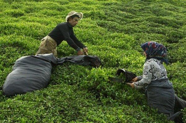 قیمت خرید تضمینی برگ سبز چای افزایش یافت قیمت خرید تضمینی برگ سبز چای افزایش یافت