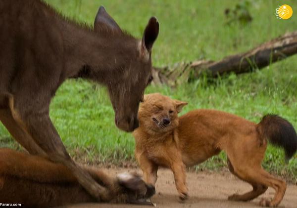 دفاع گوزن سمبر از بچه اش در برابر حمله سگ های وحشی